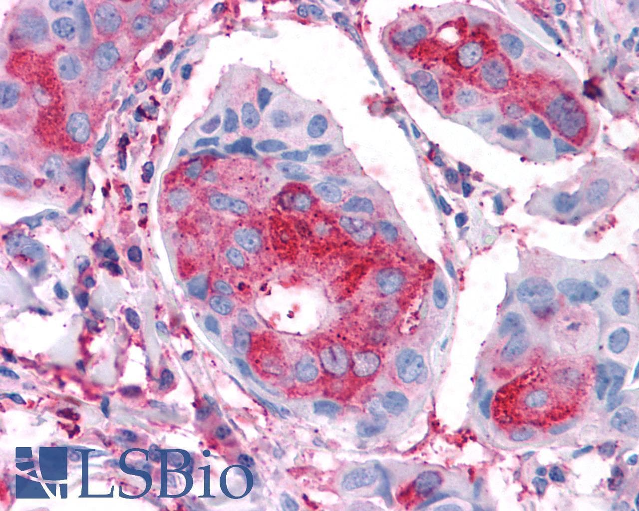 PathPlus™ FZD1 / Frizzled 1 Antibody (N-Terminus)