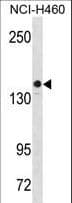 c-Kit / CD117 Antibody (aa724-753)