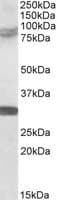 IHC-plus™ KIAA0517 / TRIM2 Antibody (aa758-771)