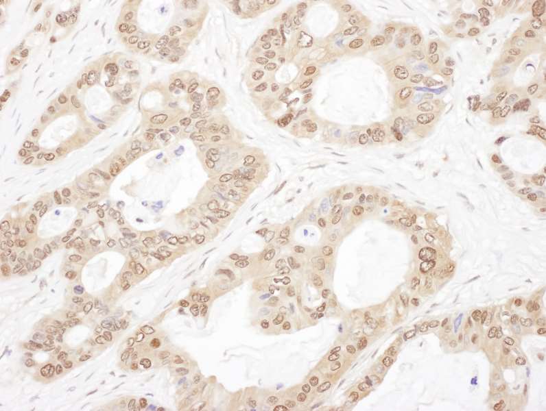 OGFR Antibody (aa627-677)