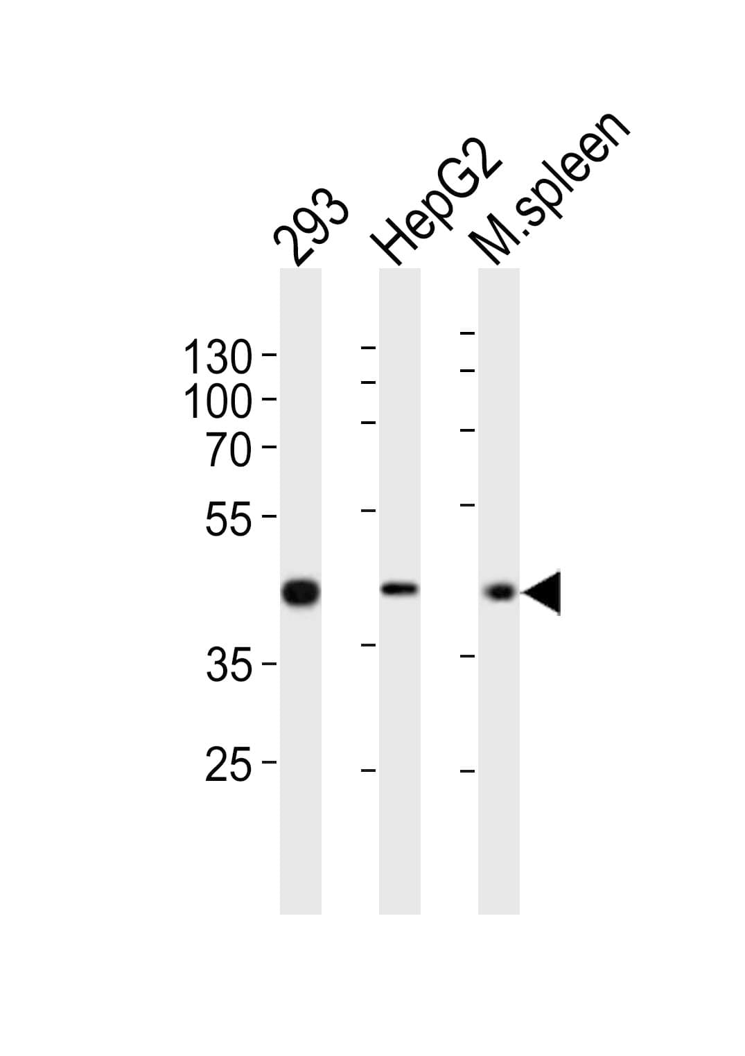 STEAP2 Antibody (aa229-258)