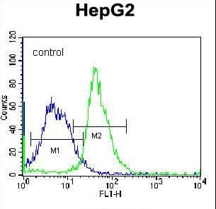 MAP1LC3B / LC3B Antibody (aa9-33)