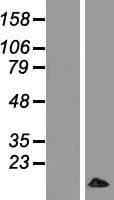 MRPL33 Protein (Over-Expression Lysate Myc-DDK (Flag))