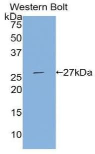 TFPI2 Antibody (aa23-235)