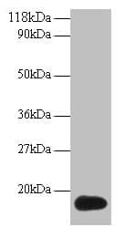 IHC-plus™ ISG15 Antibody