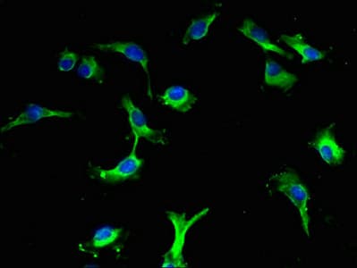 LBA / LRBA Antibody