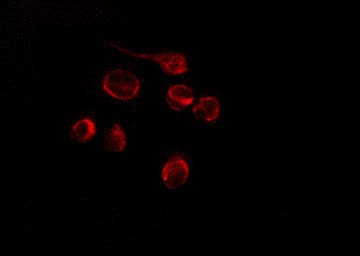 GNL1 Antibody