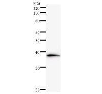 Monoclonal Mouse anti-Human NAP1L1 Antibody (clone 2609C3a, WB)