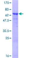 Human USP12 Protein (Recombinant GST)