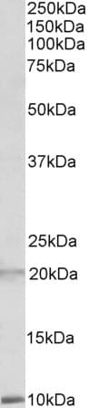 IHC-plus™ Polyclonal Goat anti-Human DEFA1 / Defensin Alpha 1 Antibody (aa50-63, IHC, WB)