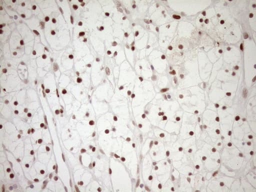 NR1H3 / LXR Alpha Antibody (aa69-329, clone OTI1A5)