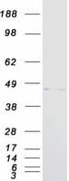 Human PDX1 Protein (Recombinant Myc-DDK (Flag))