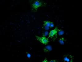 EFNA2 / Ephrin A2 Antibody (clone OTI2B7)