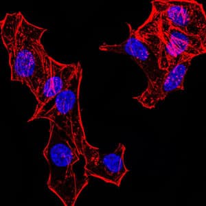 HIST2H4A Antibody (clone 3E7H2)