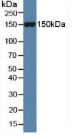SLIT1 Antibody (aa603-773)