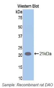 AOC1 Antibody (aa176-328)