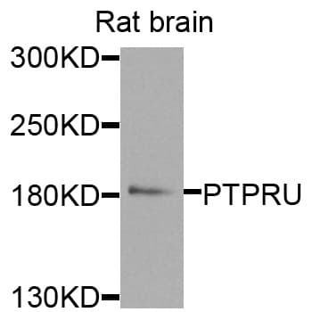 PTPRU Antibody