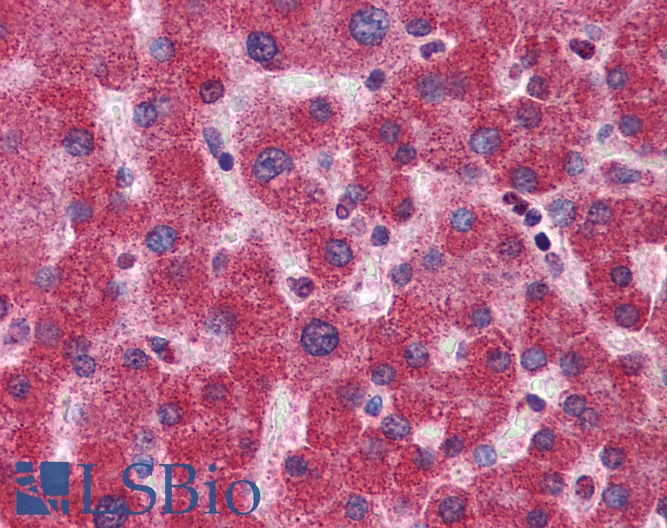 MTHFD1 Antibody (aa863-912)