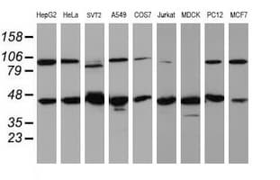 WDR74 Antibody (clone OTI4F2)