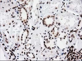 ATP6V1F Antibody (clone OTI1B8, Carrier-free)