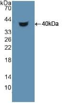 HDGF Antibody (aa10-240)