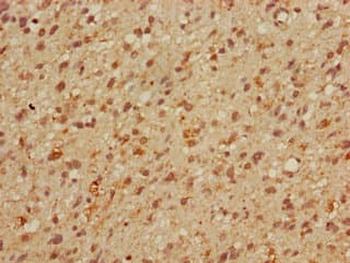 MBD3 Antibody