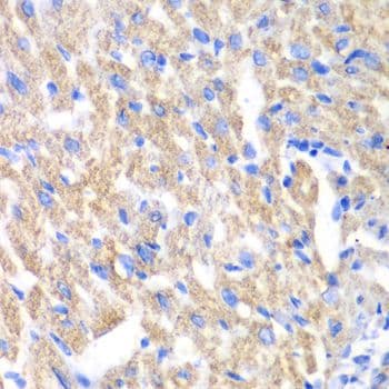 CREB3 / LZIP Antibody