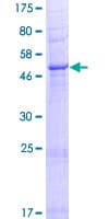 Human SLC35A4 Protein (Recombinant GST)