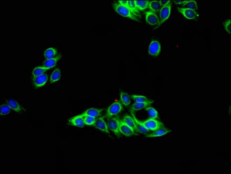TUBA4A / TUBA1 Antibody
