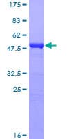 Human IFIH1 / MDA5 Protein (Recombinant GST)