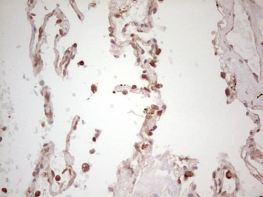 WIBG Antibody (clone OTI9C7)