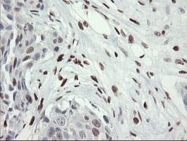 MAFB Antibody (aa32-320, clone OTI1E9)