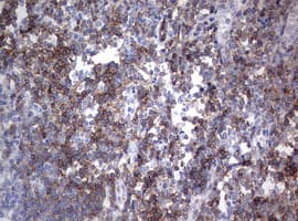 CD4 Antibody (clone OTI2D1, Carrier-free)