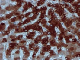 XTP4 / C17orf37 Antibody (clone OTI2D2)