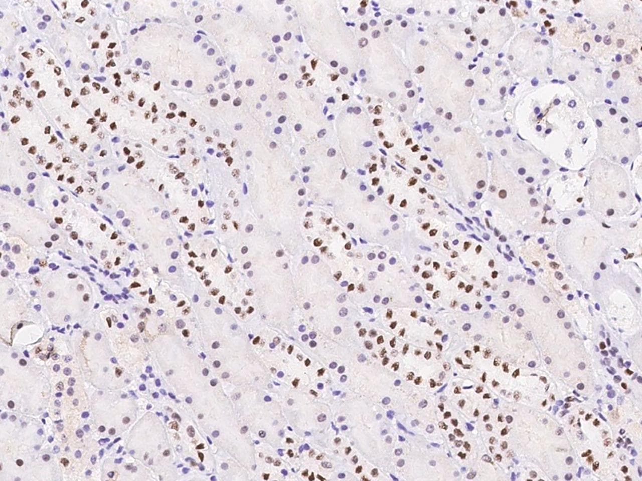 Polyclonal Rabbit anti-Human ZSCAN18 / ZNF447 Antibody (IHC)