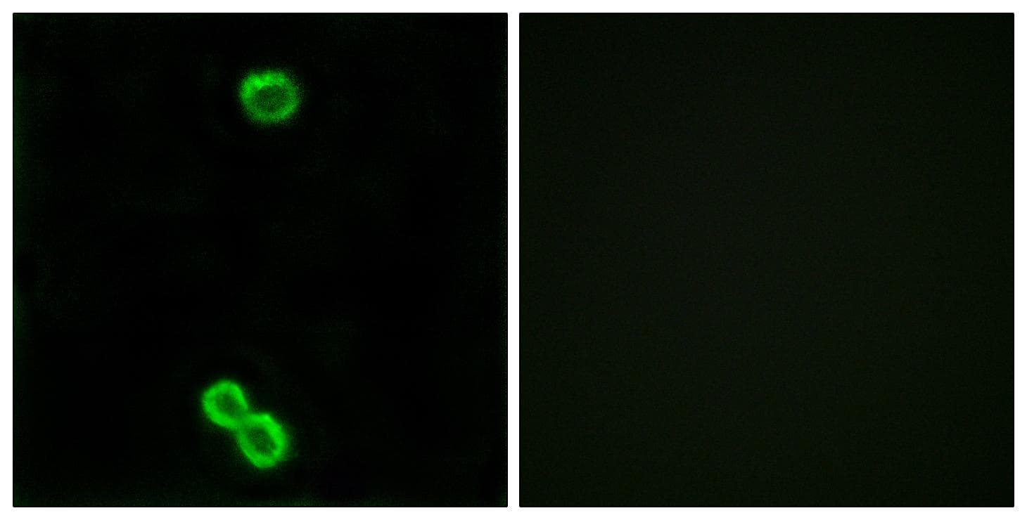 RPL3L Antibody