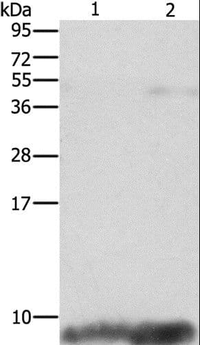 FXYD1 / Phospholemman Antibody