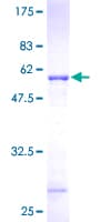 Human PSMB10 Protein (Recombinant GST)