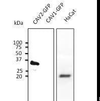 IHC-plus™ CAV2 / Caveolin 2 Antibody