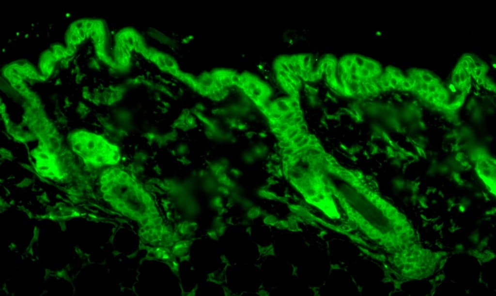 IHC-plus™ HSP90 / Heat Shock Protein 90 Antibody (clone 4F3.E8)