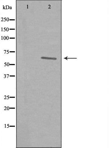 REC8 Antibody