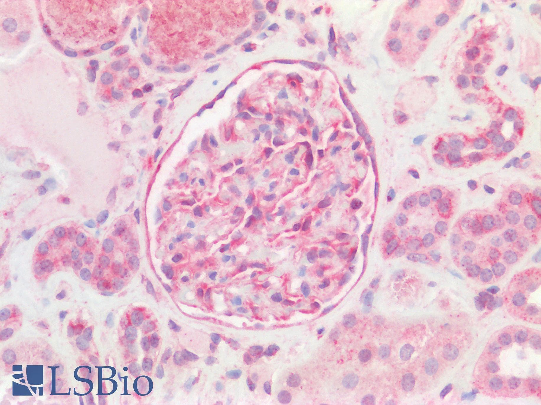 STOML2 Antibody (C-Terminus)