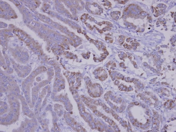 SNX12 Antibody (aa100-112)