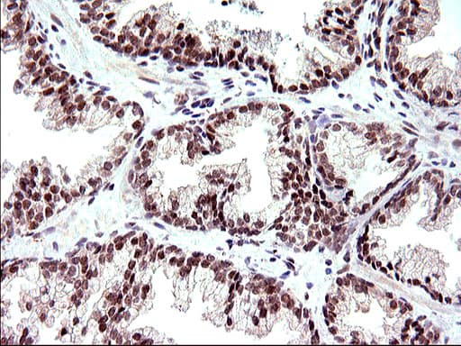 NDN / Necdin Antibody (clone OTI5D1)
