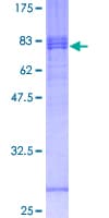 Human CX3CL1 / Fractalkine Protein (Recombinant GST)