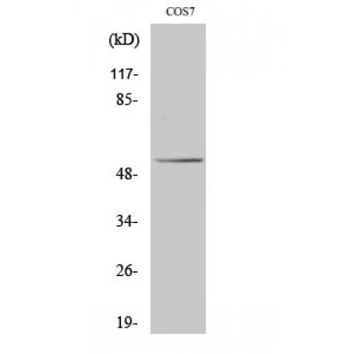 TP53 / p53 Antibody (10-90 aa)
