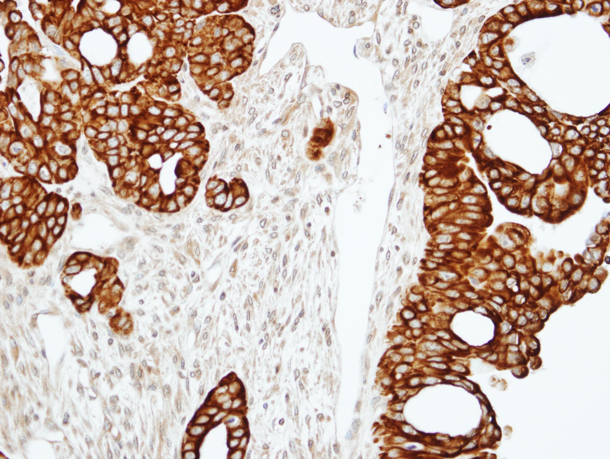 RAP2C Antibody (aa1-133)