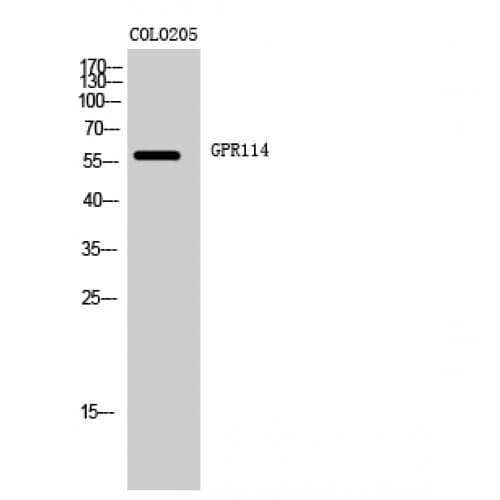 ADGRG5 /GPR114 Antibody (70-150 aa, Internal)