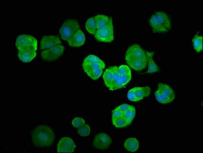 UBA52 Antibody