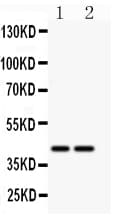 CD244 Antibody (aa357-370)